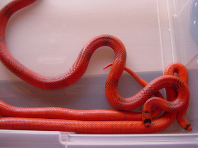 hondurans patternless pair