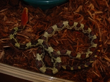 Moellendorffi male