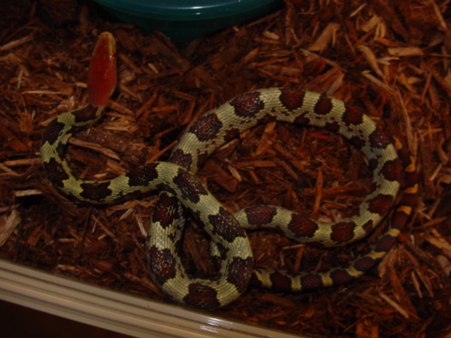 Moellendorffi male
