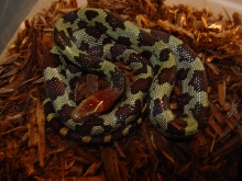 Moellendorffi female