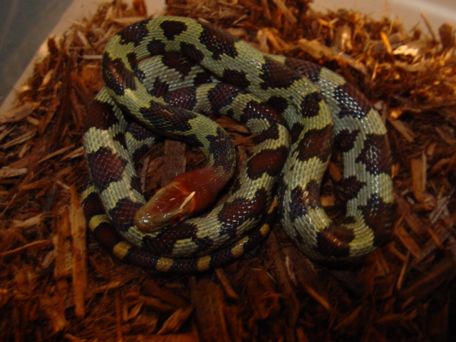 Moellendorffi female