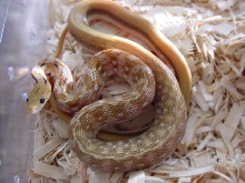 trinket rat holdback female