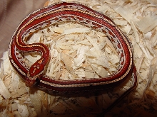 tessera corn f