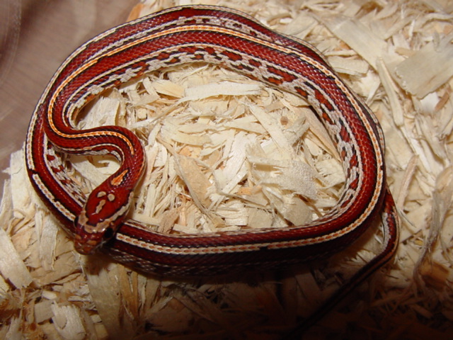 tessera corn f