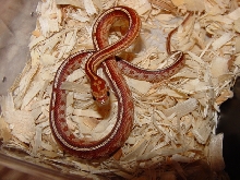 tessera corn m