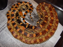 bimaris pair