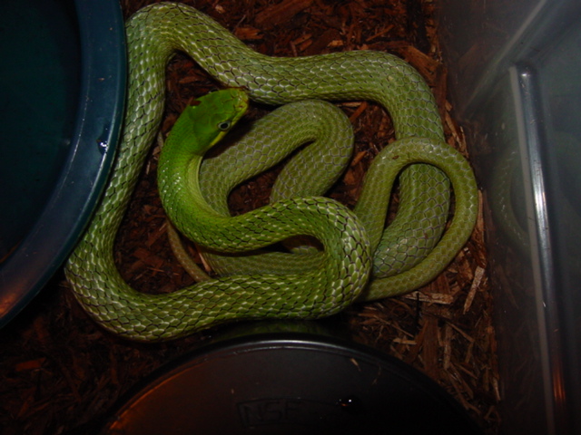 prasina gravid 2012