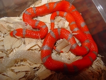 2011 tangerine extreme