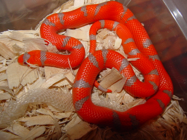 2011 tangerine extreme