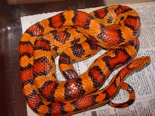 okeetee male