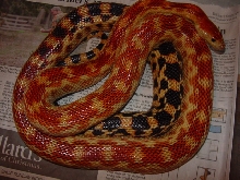 cape male 1