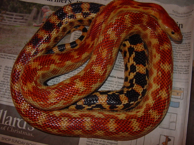 cape male 1