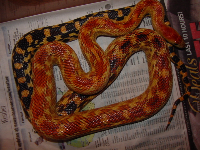cape male 2