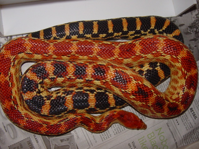 cape female 1