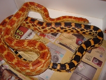 cape female 2