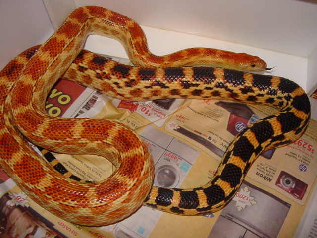 cape female 2