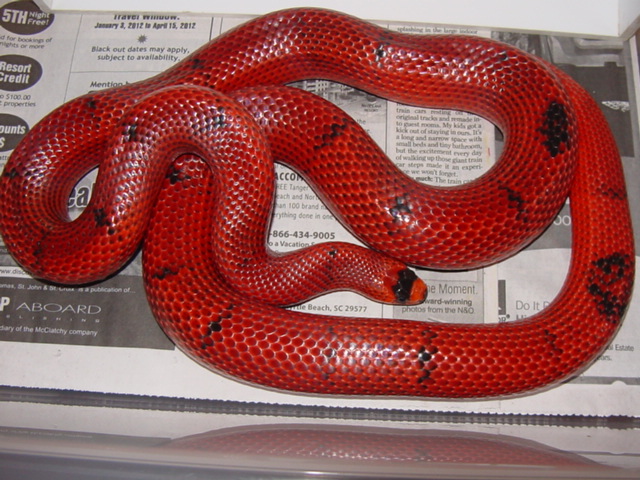 vanishing pattern het hypo female