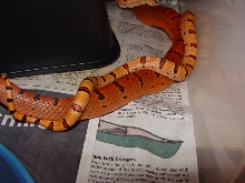 thayeri breeding