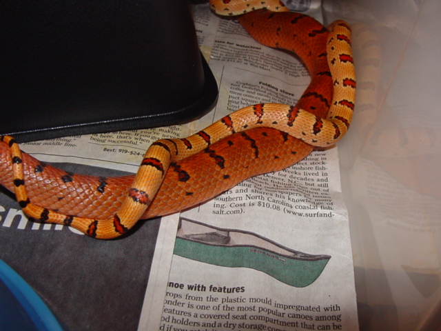 thayeri breeding