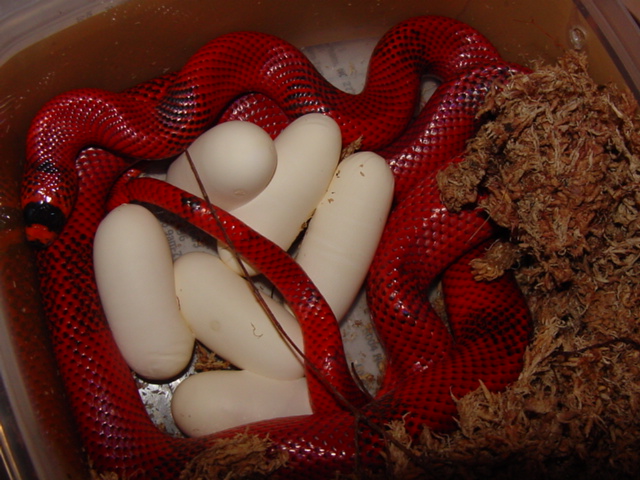 patternless het hypo honduran with clutch