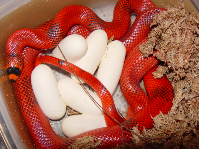 patternless het hypo hondo with eggs #2