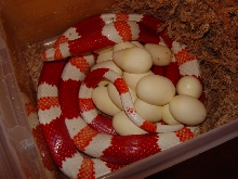 18 egg honduran clutch