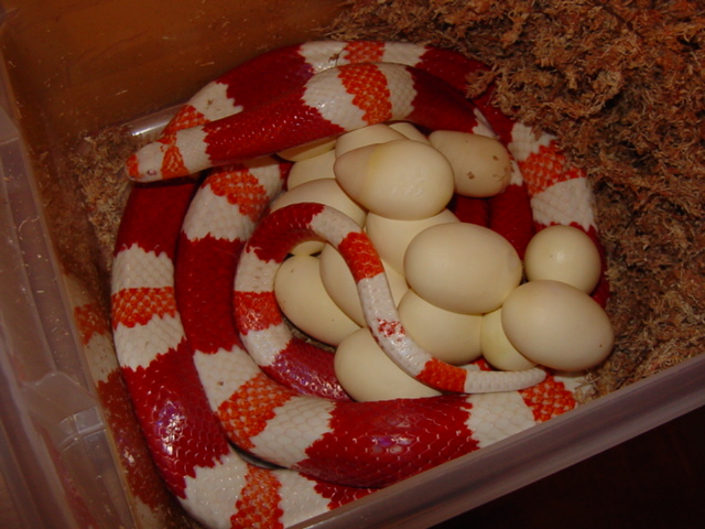 18 egg honduran clutch