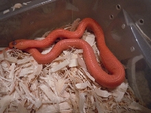 2012 patternless hypo