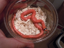 patternless het hypo