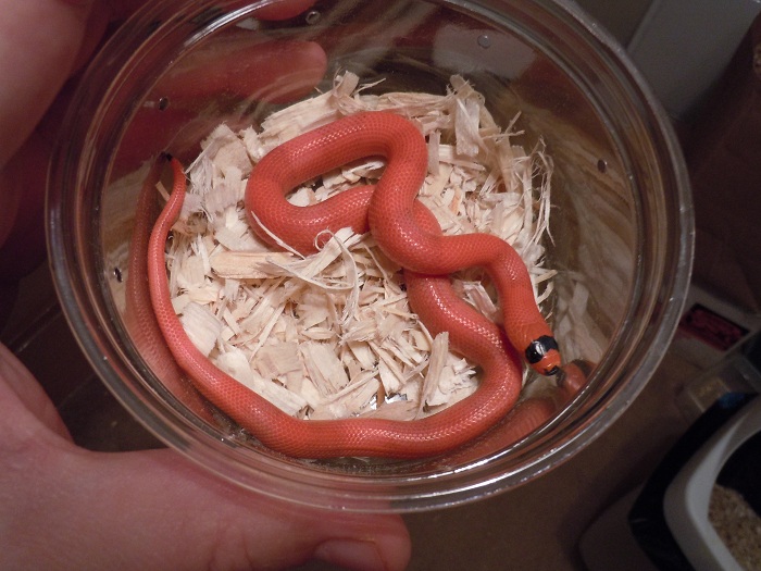 patternless het hypo