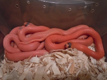 2012 patternless hypo group