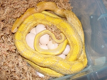 albino taeniura mocquardi with eggs