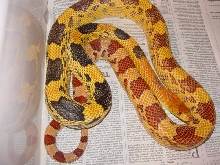 jani male breeder