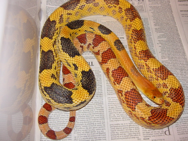jani male breeder