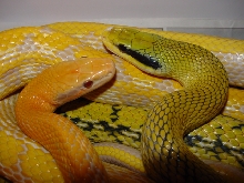 mocquards getting frisky