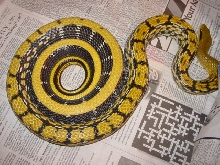 mocquards gravid