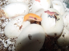 albino mocquardi piping