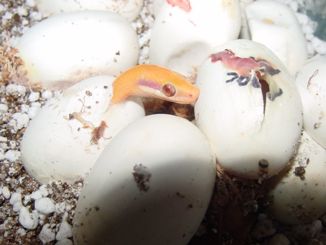 albino mocquardi piping