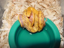 07 albino mocquardi hatchling