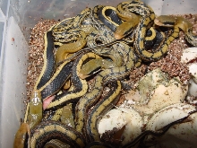 07 mocquardi hatchlings