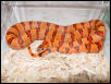 Orange Thayeri