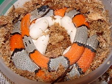 Blair's phase Greyband Kingsnake