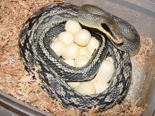 blue beauty with 21 eggs