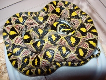 Sichuan Province Mandarin Rat Snake