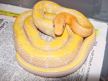 Mocquards albino