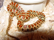 leopard ratsnake