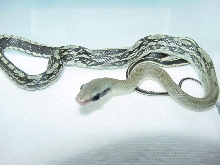 blue beauty hatchling