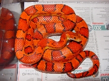 Okeetee corn snake