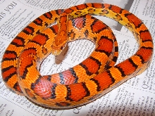 Okeetee corn snake