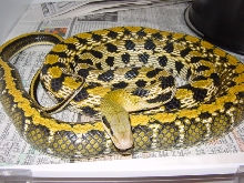 taiwan beauty snake